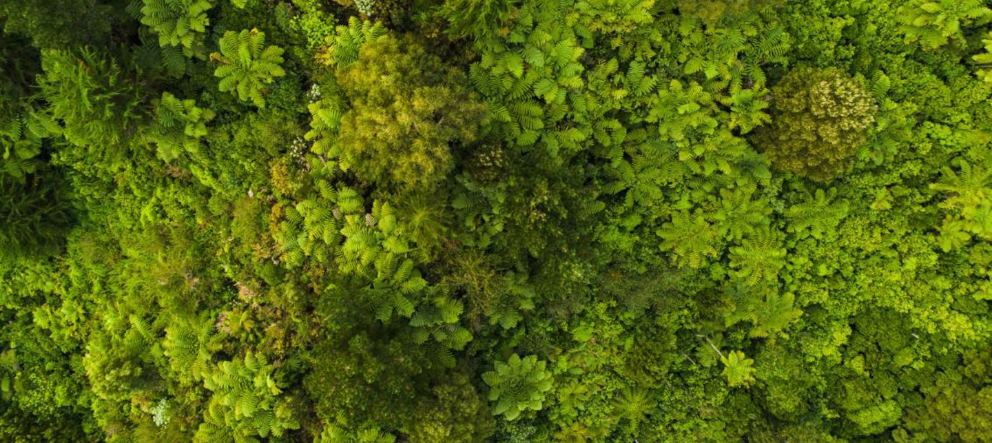 A vibrant green background featuring a pattern of Christmas tree plants, creating a festive and seasonal atmosphere.