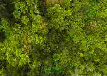 A vibrant green background featuring a pattern of Christmas tree plants, creating a festive and seasonal atmosphere.