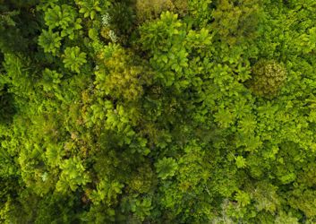 A vibrant green background featuring a pattern of Christmas tree plants, creating a festive and seasonal atmosphere.