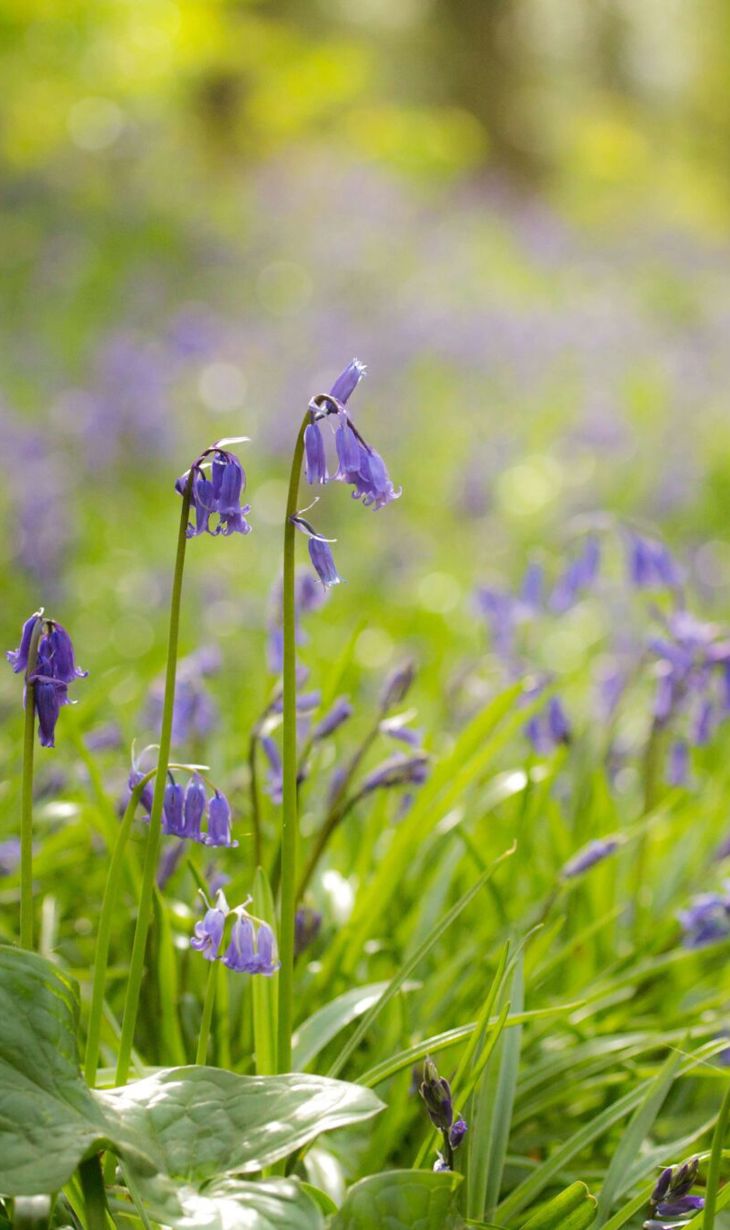 Bluebells-2-2048x1365.jpg