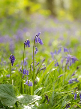 Bluebells-2-2048x1365.jpg