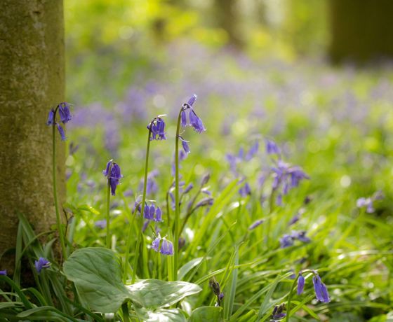 Bluebells-2-2048x1365.jpg