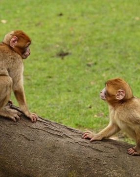 Trentham-Monkey-Forest-1-1024x683.jpg