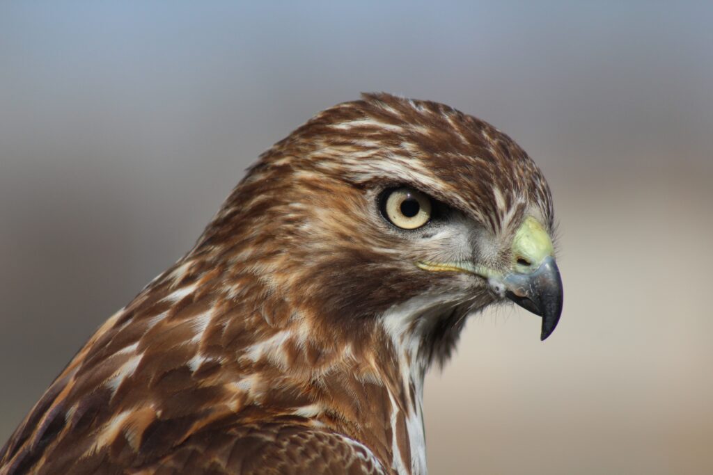 The Staffordshire Owl Experience and Birds of Prey Rescue Centre