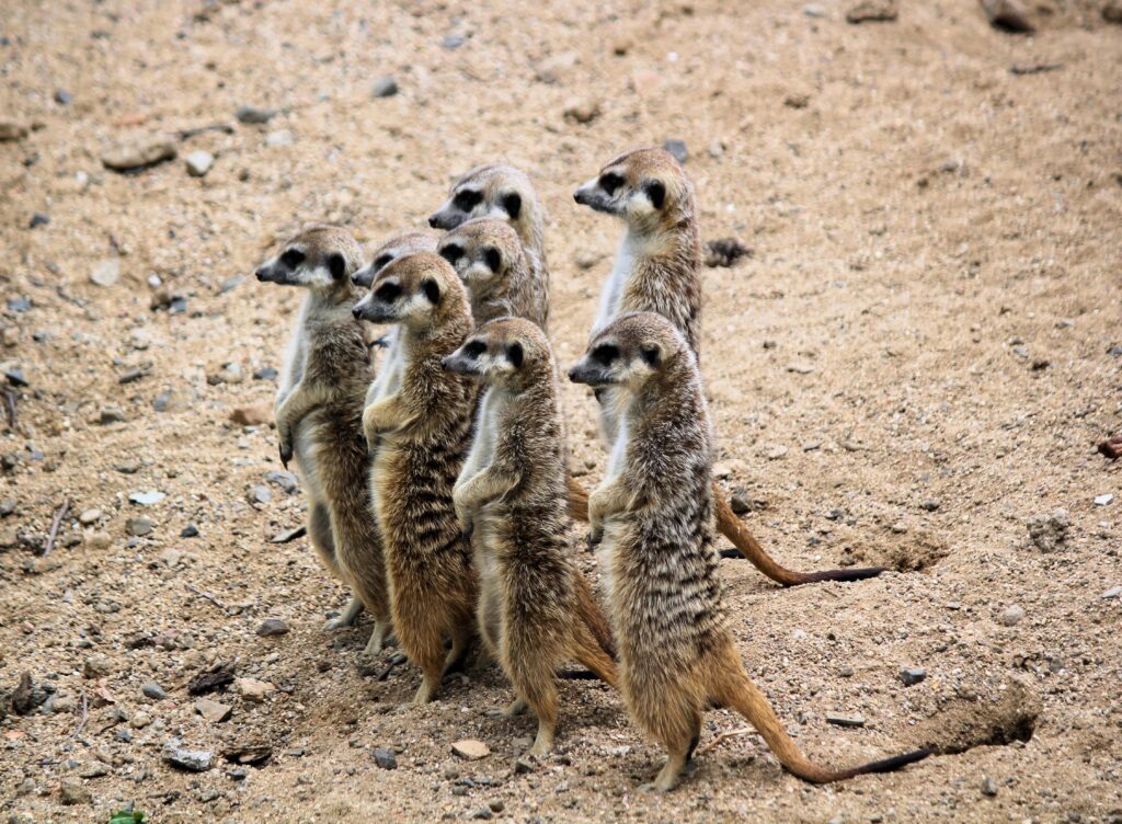 meerkats