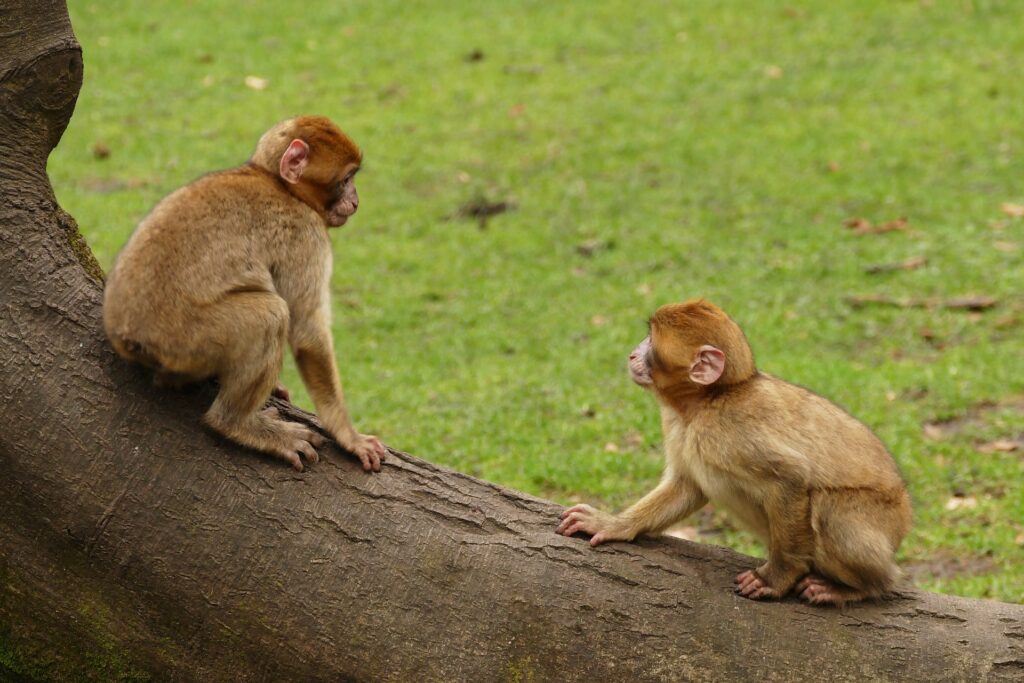 monkeys at trentham monkey forest