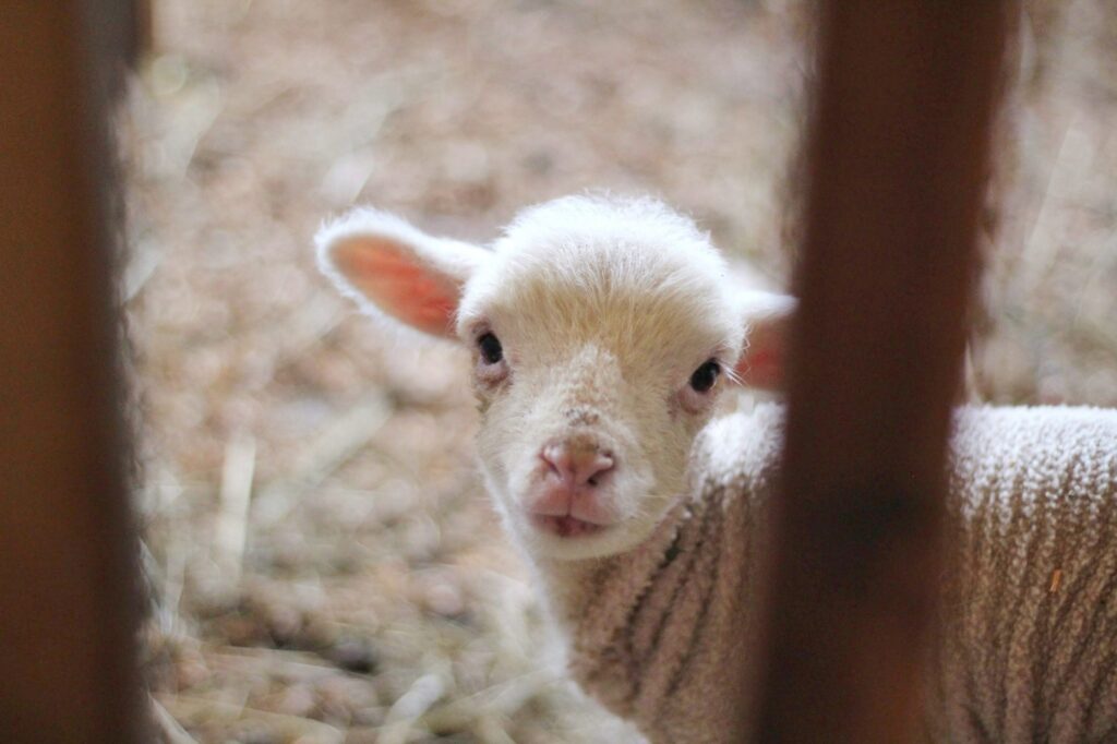 lamb on farm